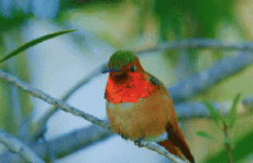 Humor -  Fun Animals Birds Hummingbird 