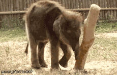 Humor -  Fun Animals Elephants 01 