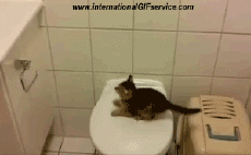 Humor -  Fun Tiere Katze 01 