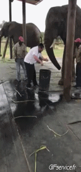 Humour - Fun Animaux Eléphants 01 