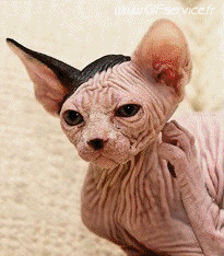 Humor -  Fun Morphing - Look Like People - Vip People Series 01 