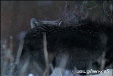 Humor -  Fun Animals Wolf 01 