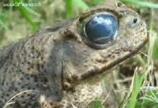 Humor -  Fun Animals Frogs 01 