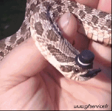 Umorismo -  Fun Animali Serpenti 01 