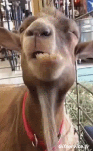 Umorismo -  Fun Animali Capre - Pizzetto 01 