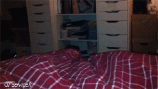 Humor -  Fun Animals Cats 05 