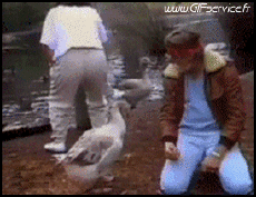 Humor - Fun Animales Pájaros Varios 