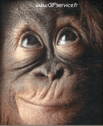 Humor -  Fun Animals Monkeys 01 