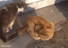 Humor -  Fun Animals Cats 04 