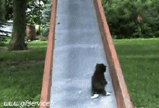 Humor -  Fun Tiere Katze 03 