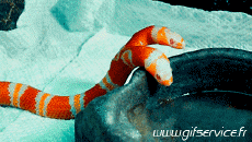 Humor -  Fun Animals Snakes 01 