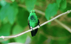 Umorismo -  Fun Animali Uccelli Colibrì 