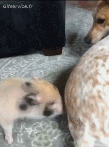 Humor -  Fun Animals Pigs - Bushpigs 01 