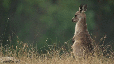 Humor - Fun Animales Canguros 01 