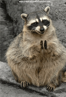 Humor - Fun Animales Mapaches 01 