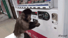 Humor - Fun Animales Monos 01 