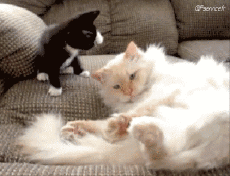 Humor -  Fun Tiere Katze 04 