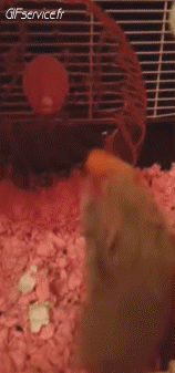 Humor -  Fun Animals Hamster 01 