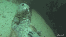 Humor -  Fun Tiere Seals Seelöwe 01 