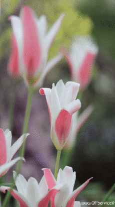 Humour - Fun 3D Effets Stéreoscopique Wiggle 