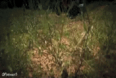 Humor -  Fun Transport Quad Fun - Win 