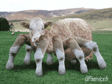 Humor - Fun Animales Vacas 01 