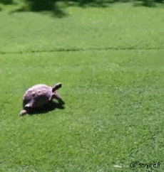 Humour - Fun Animaux Tortues Serie 01 