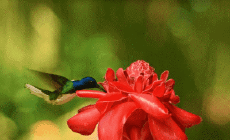 Umorismo -  Fun Animali Uccelli Colibrì 