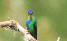 Umorismo -  Fun Animali Uccelli Colibrì 