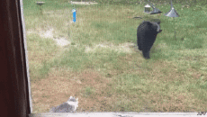 Humor - Fun Animales Oso 01 