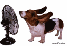 Humor -  Fun Animals Dogs 02 