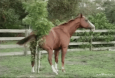 Humour - Fun Animaux Chevaux Serie 01 