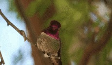 Humor - Fun Animales Pájaros Colibrí 