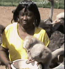 Humour - Fun Animaux Autruches Serie 01 