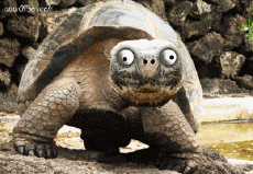 Humour - Fun Animaux Tortues Serie 01 
