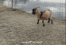 Humor -  Fun Tiere Ziegen - Ziegenbart 01 