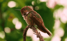 Humor - Fun Animales Pájaros Colibrí 