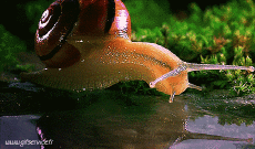 Humour - Fun Animaux Escargots 01 