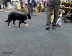 Humor -  Fun Animals Birds Various 02 