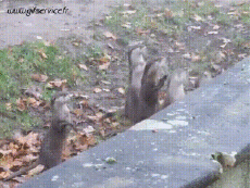 Humor - Fun Animales Hurones 01 