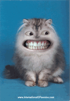 Humor - Fun Animales Gatos 01 