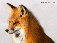 Humor -  Fun Animals Fox 01 