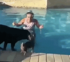 Humor - Fun Animales Perros 04 