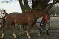 Humour - Fun Animaux Chevaux Serie 01 