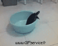 Humor - Fun Animales Tortugas 01 