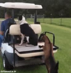 Humor - Fun Animales Cabras - Perilla Serie 02 