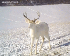 Humor -  Fun Tiere Hirsch - Kitz 01 