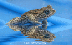 Humor -  Fun Animals Frogs 01 