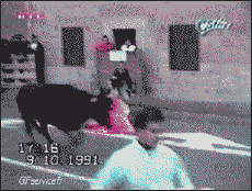 Umorismo -  Fun Animali Mucche 01 