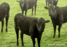 Humor -  Fun Animals Cows 01 